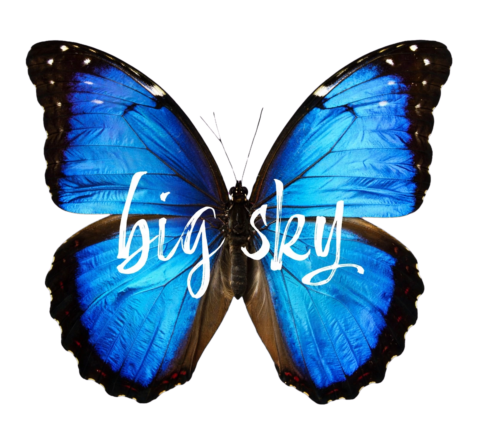 transparent butterfly